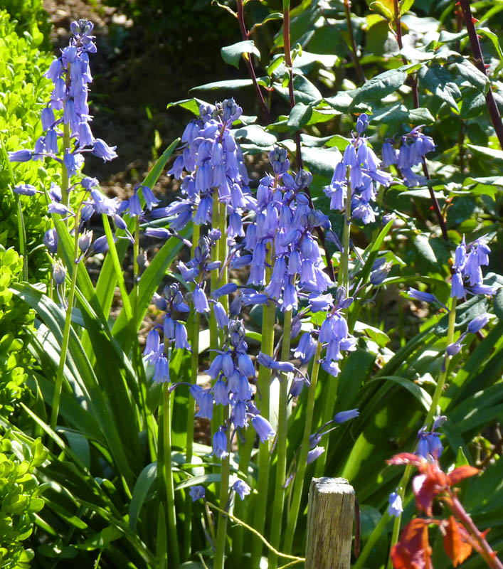 Hyacinthoides hispanica en fleurs dans les sous-bois clairs de la péninsule Ibérique